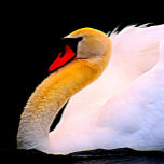 ホットピンクバラオンブラックタイ ネクタイ<br><div class="desc">ImagesByMJホットピンクタイ</div>
