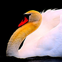 ホットピンクバラオンブラックタイ