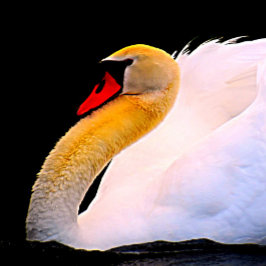 ホットピンクバラオンブラックタイ ネクタイ