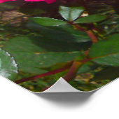 ホットピンクバラポスター ポスター (角)