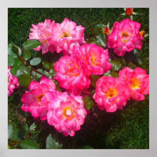 ホットピンクバラポスター ポスター (正面)