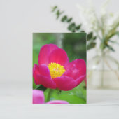 ホットピンクバラ シーズンポストカード (スタンド正面)