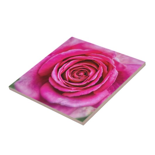 ホットピンクバラ タイル (側面)