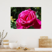 ホットピンクバラ ポスター (キッチン)