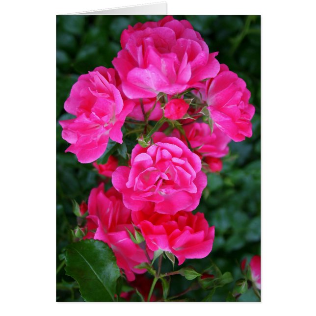 ホットピンクブーケ (正面)