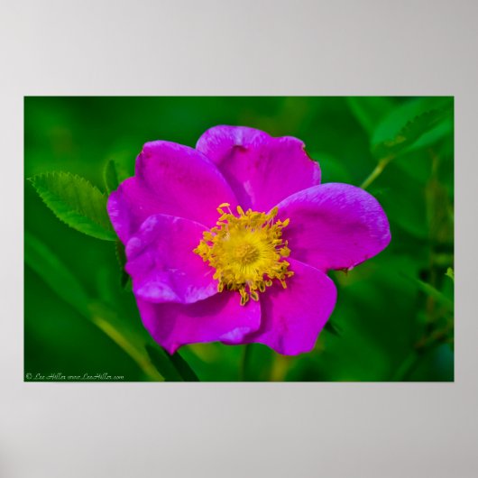 ホットピンクワイルドバラワイルドフラワーポスター ポスター (正面)