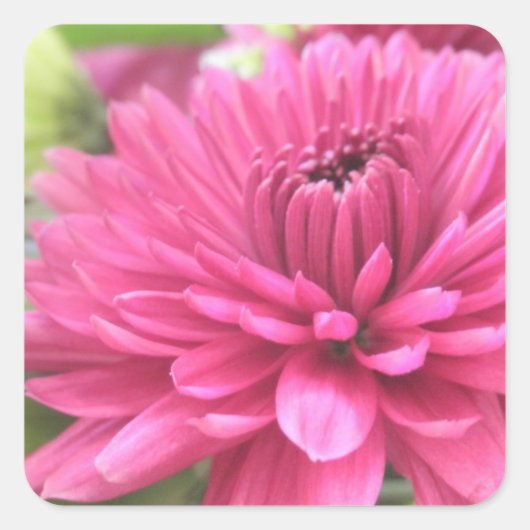 ホットピンク菊の花Mums花写真 スクエアシール (正面)