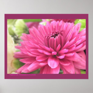 ホットピンク菊の花Mums花写真 ポスター