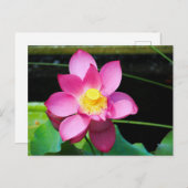 ホットピンク蓮の花 ポストカード (正面/裏面)