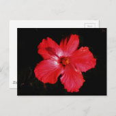 ホットピンク赤ハイビスカスフラワーオンブラック ポストカード (正面/裏面)
