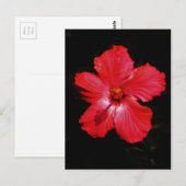ホットピンク赤ハイビスカスフラワーオンブラック ポストカード (正面/裏面)