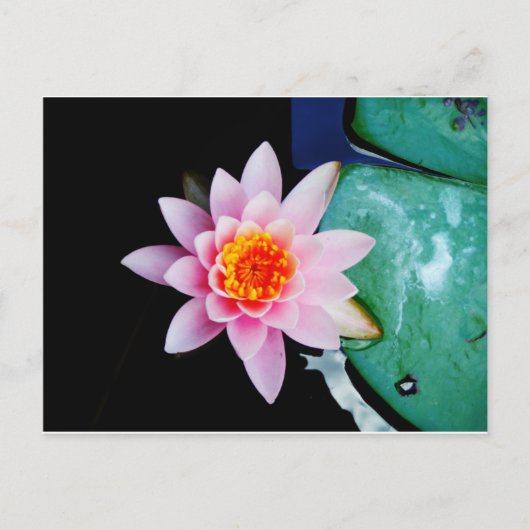 ホットピンク&オレンジの蓮の水百合花 ポストカード (正面)