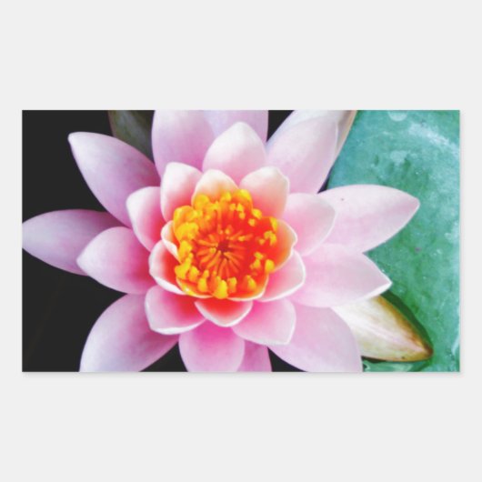 ホットピンク&オレンジの蓮の水百合花 長方形シール (正面)