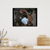 ホット春ズナショナルパーク，アーカンソー州 – 氷オーナメント ポスター (キッチン)