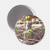 ホット春ズマウンテン、アーカンサスチップムンクギフト マグネット (正面/裏面)