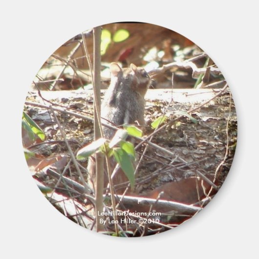 ホット春ズマウンテン、アーカンサスチップムンクギフト マグネット (正面)