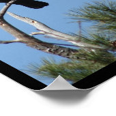 ホット春ズ国立公園， AR - American Crow ポスター (角)