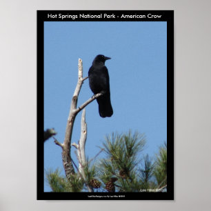 ホット春ズ国立公園, AR - American Crow ポスター
