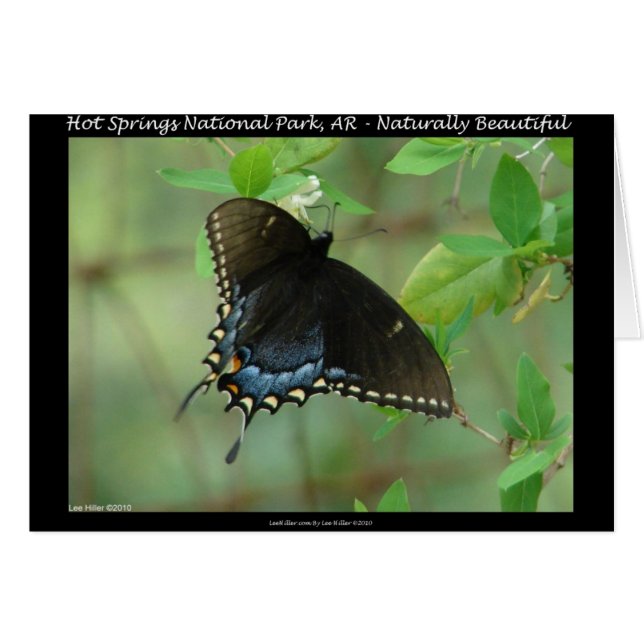 ホット春ナショナルパークアゲハチョウバタフライ (正面横)