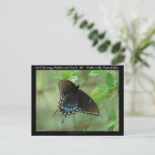 ホット春ナショナルパークアゲハチョウバタフライ ポストカード (スタンド正面)