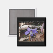 ホット春ナショナルパークARワイルドヴィオレットギフト マグネット (正面/裏面)