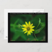 ホット春ナショナル・パーク森林ひまわりギフト ポストカード (正面/裏面)
