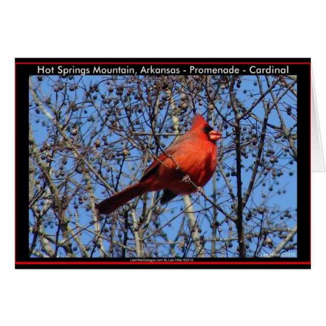 ホット春マウンテンプロムナード（鳥）ショウジョウコウカンチョウギフト (正面横)