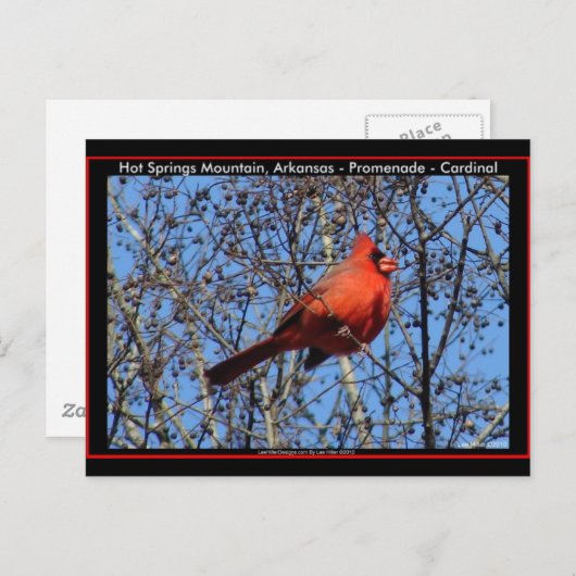 ホット春マウンテンプロムナード(鳥)ショウジョウコウカンチョウギフト ポストカード (正面/裏面)