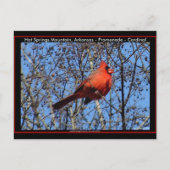 ホット春マウンテンプロムナード(鳥)ショウジョウコウカンチョウギフト ポストカード (正面)