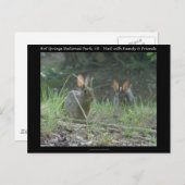 ホット春国立公園、ARワイルドウサギの贈り物 ポストカード (正面/裏面)