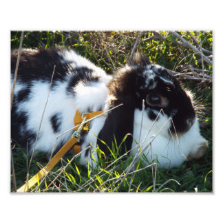 ホッピー フォトプリント           