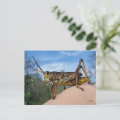 ホップって何 ポストカード (スタンド正面)