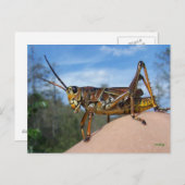 ホップって何 ポストカード (正面/裏面)