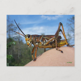 ホップって何 ポストカード