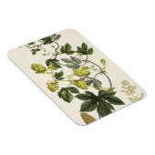 ホップつる植物『The Young Landsman』よりVieを出版 マグネット (右側)