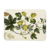 ホップつる植物『The Young Landsman』よりVieを出版 マグネット (横)