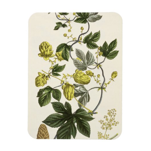 ホップつる植物『The Young Landsman』よりVieを出版 マグネット (縦)