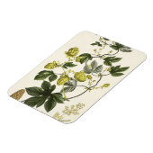 ホップつる植物『The Young Landsman』よりVieを出版 マグネット (左側)