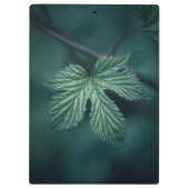 ホップフムルスリーフ自然写真 クリップボード (裏面)