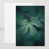 ホップフムルスリーフ自然写真 シーズンカード (正面/裏面)