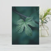 ホップフムルスリーフ自然写真 シーズンカード (スタンド正面)