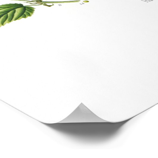 ホップ ポスター (角)