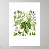 ホップ ポスター (正面)