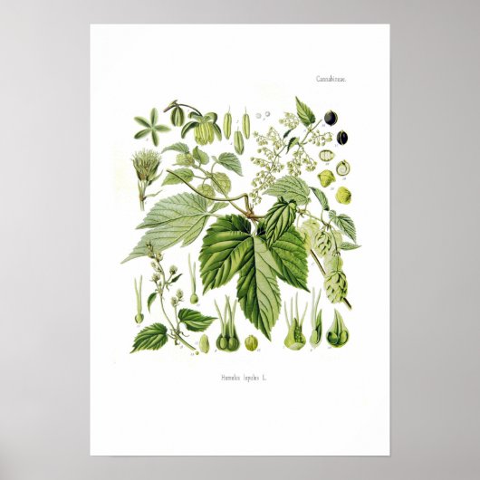 ホップ ポスター (正面)