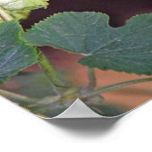 ホップ ポスター (角)