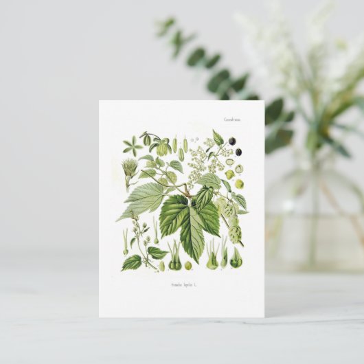 ホップ ポストカード (スタンド正面)