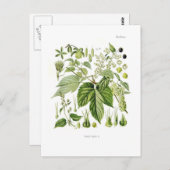 ホップ ポストカード (正面/裏面)