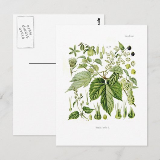 ホップ ポストカード (正面/裏面)