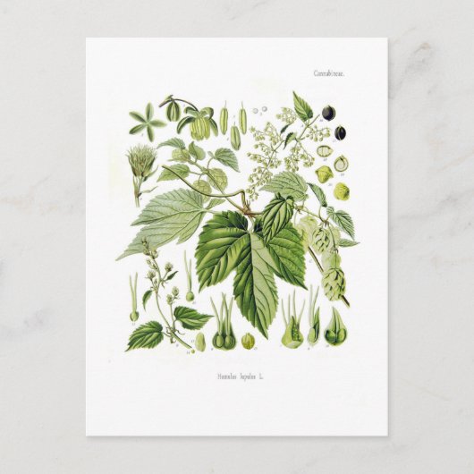 ホップ ポストカード (正面)