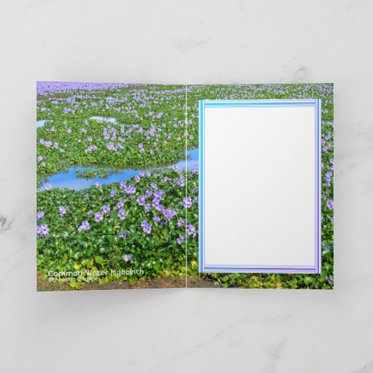 ホテイアオイ カード (内部)